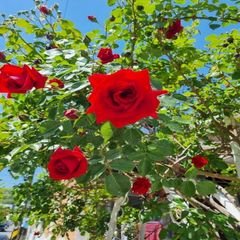 프로필