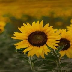 프로필