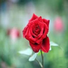 프로필