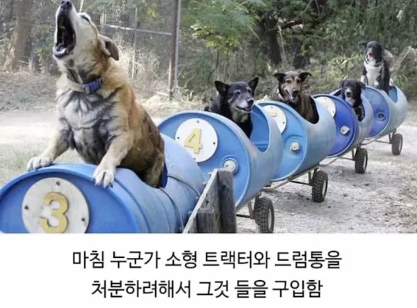 image.png 80대 할아버지와 댕댕이들의 산책 시간.jpg