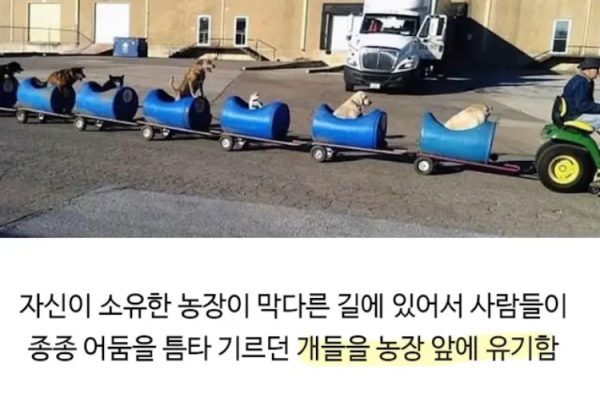 image.png 80대 할아버지와 댕댕이들의 산책 시간.jpg