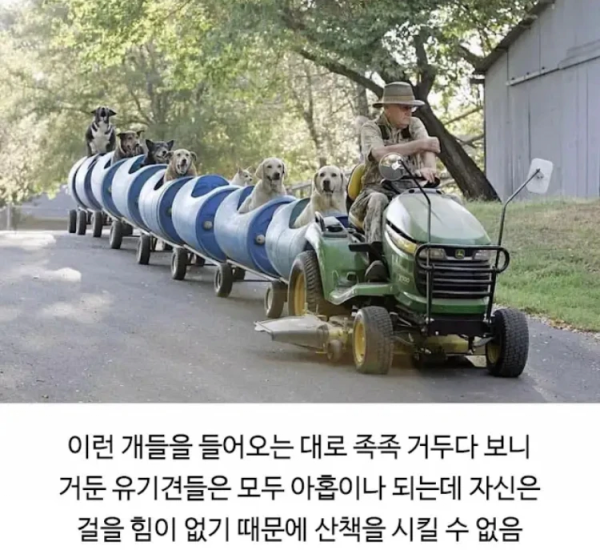 image.png 80대 할아버지와 댕댕이들의 산책 시간.jpg
