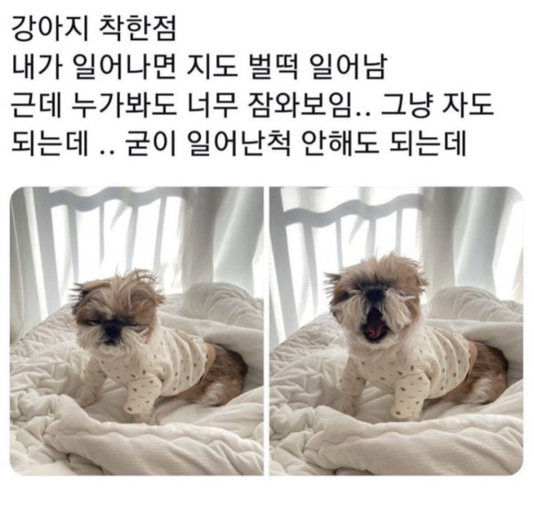 1.webp.ren.jpg 강아지가 진짜 착한점.jpg