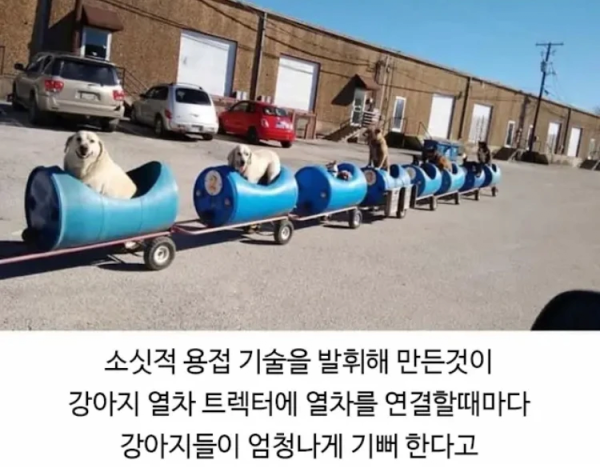 image.png 80대 할아버지와 댕댕이들의 산책 시간.jpg